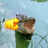 Telegram profile photo for 🐊The Crocodile's Lair🐊