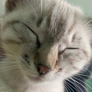 Telegram profile photo for bezigr