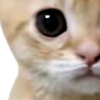 Telegram profile photo for Ohshitp Aloman😔