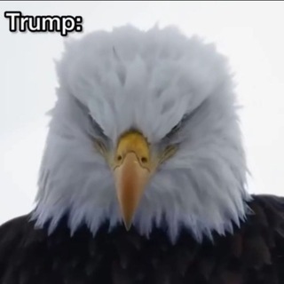 Telegram profile photo for God Bless America