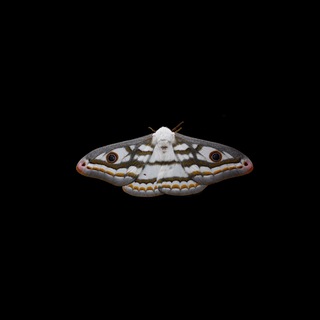 Telegram profile photo for Iihdt