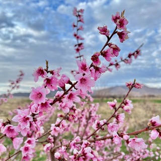 Telegram profile photo for 🍃ارتباطات فرهنگی و اجتماعی ایجان🍃