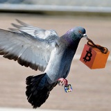 Telegram profile photo for Cryptoboerderij-airdrops