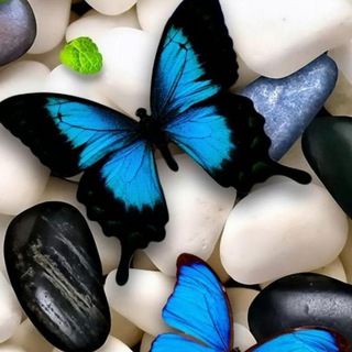 Telegram profile photo for 🦋جنوبية 🦋