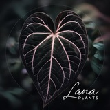 Telegram profile photo for LaPlants