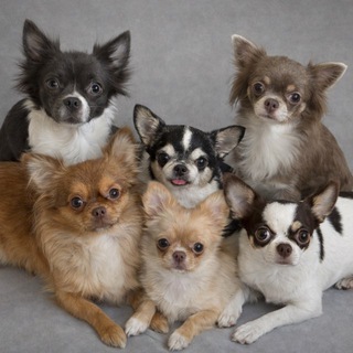 Telegram profile photo for семья чихуахуа 🐶