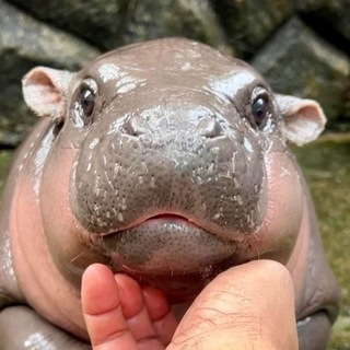 Telegram profile photo for MooDeng