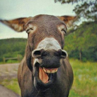 Telegram profile photo for 😜خـــــر 2 خـــــر🐴