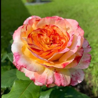 Telegram profile photo for Мир Растений mir-rast.ru