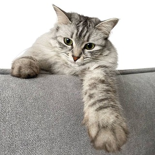 Telegram profile photo for Котобандитка Шляпка