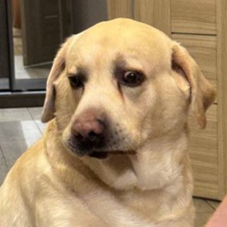 Telegram profile photo for Приезжий Таксист