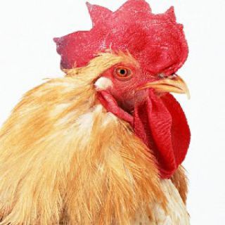 Telegram profile photo for 资源免费共享频道
