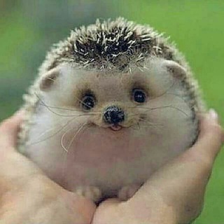 Telegram profile photo for طپش های قلم یک نویسنده