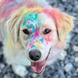Telegram profile photo for Логово блондинки
