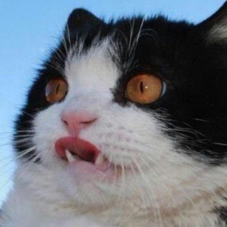 Telegram profile photo for memebyss