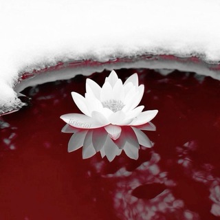 Telegram profile photo for ๐ชฝ๐๐ ๐ท๐พ๐๐ฉธ