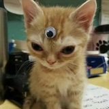 Telegram profile photo for $LUMI CTO PORTAL