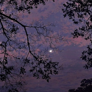 Telegram profile photo for ˚زهـور الـدجـى 💜☁ ⋆。˚