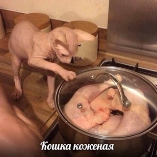 Telegram profile photo for Nocatnoskin