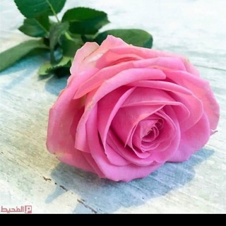 Telegram profile photo for الست الاء لطيف هاشم