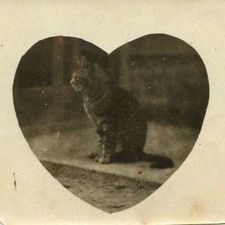 Telegram profile photo for vintage kittens