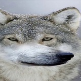 Telegram profile photo for Соционические волки | Σ квадра