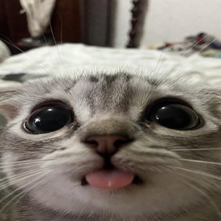 Telegram profile photo for Уголок Мявки