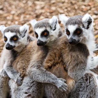 Telegram profile photo for Любимчики