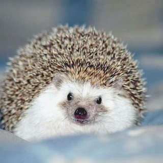 Telegram profile photo for Ёжики | Beautiful Hedgehogs