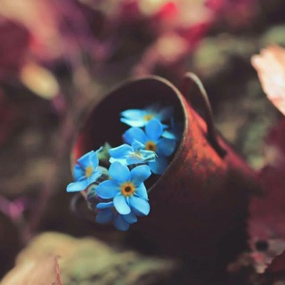 Telegram profile photo for شَــذَرات عَــطِــرةْ💜