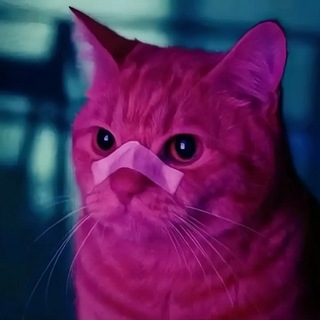 Telegram profile photo for Meжouar.tgch