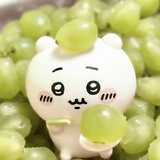 Telegram profile photo for 𝓡𝓮𝓷𝓹𝔂 𝓻𝓸𝓸𝓶