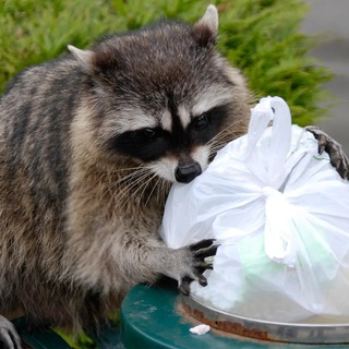 Telegram profile photo for That Weird Trash Bin Meme Channel
