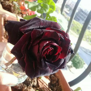 Telegram profile photo for وابتدى المشوار