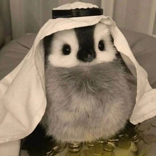 Telegram profile photo for Millionaire penguin