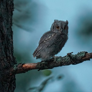Telegram profile photo for Birds Tour