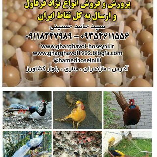 Telegram profile photo for قرقاول پرورشی سید حامد حسینی