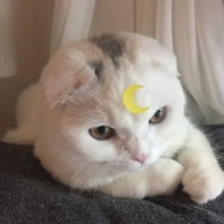 Telegram profile photo for Трейд с котом