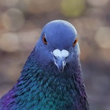 Telegram profile photo for Стой! Кто шуршит?