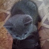 Telegram profile photo for ПЕРЕЕЗД || Криворукий художник