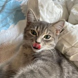 Telegram profile photo for Bio Леонид крым 2017