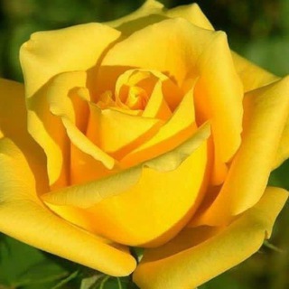 Telegram profile photo for Umm Khalid
