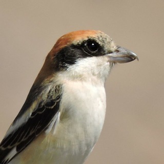 Telegram profile photo for سنگچشم