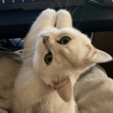 Telegram profile photo for Фаннимания