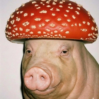 Telegram profile photo for 🐷КАБАНОСВИНЬИ ХРЮКОМОРЫ С ВЯТКИ(бывш.Киров)🐷(надсвинок)