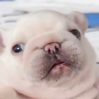 Telegram profile photo for Лаврушевое