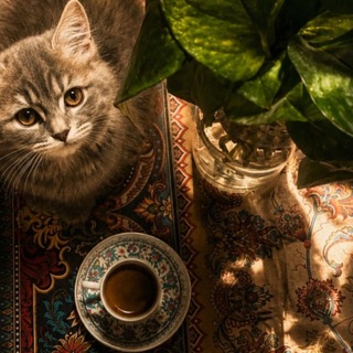 Telegram profile photo for افوڪآدو𐙚ᥫ᭡