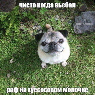 Telegram profile photo for Каверы pibble