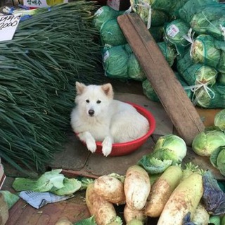 Telegram profile photo for псинапс