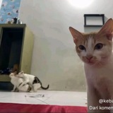 Telegram profile photo for Kyaknya ga guna dh